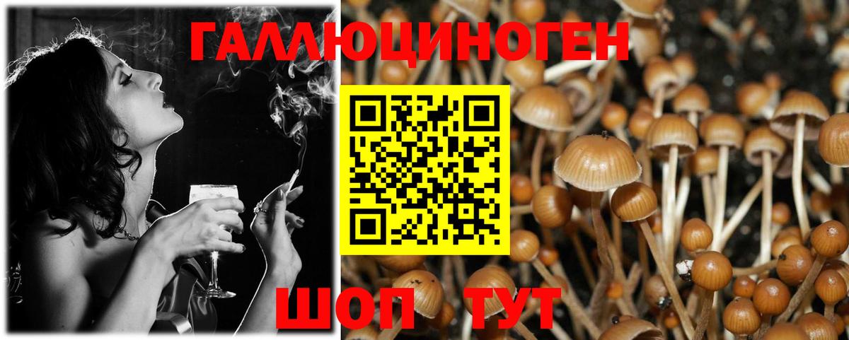 Гурьевск  Галлюциногенные грибы Psilocybe  Вход с VPN 